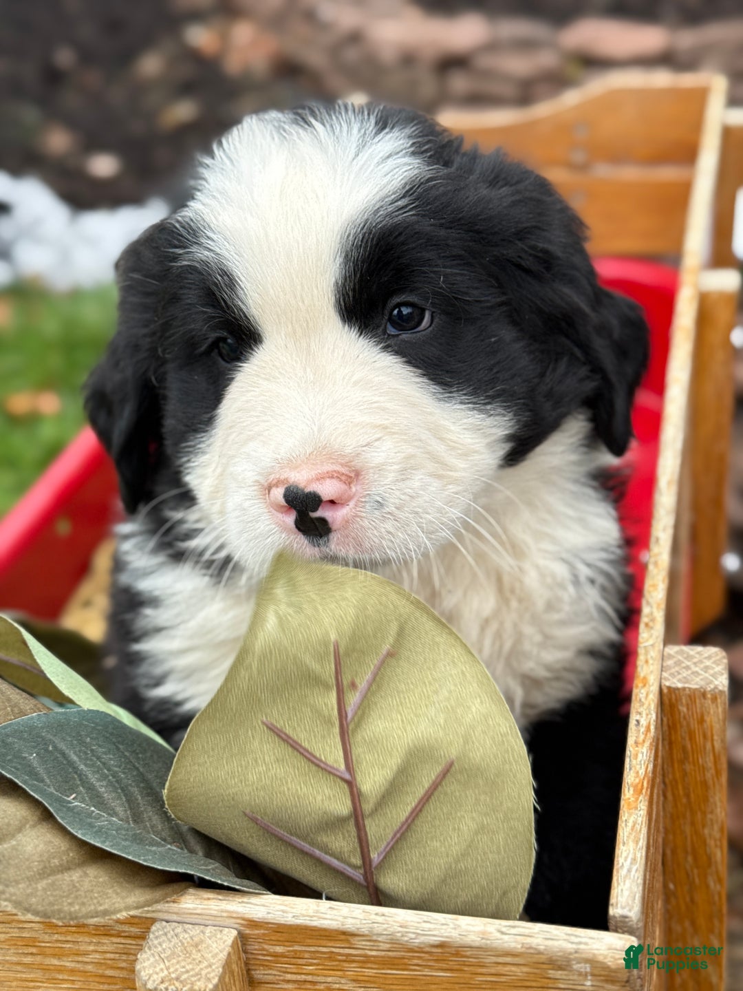 Mixed Breed dogs for sale: Waffle - Ad 6