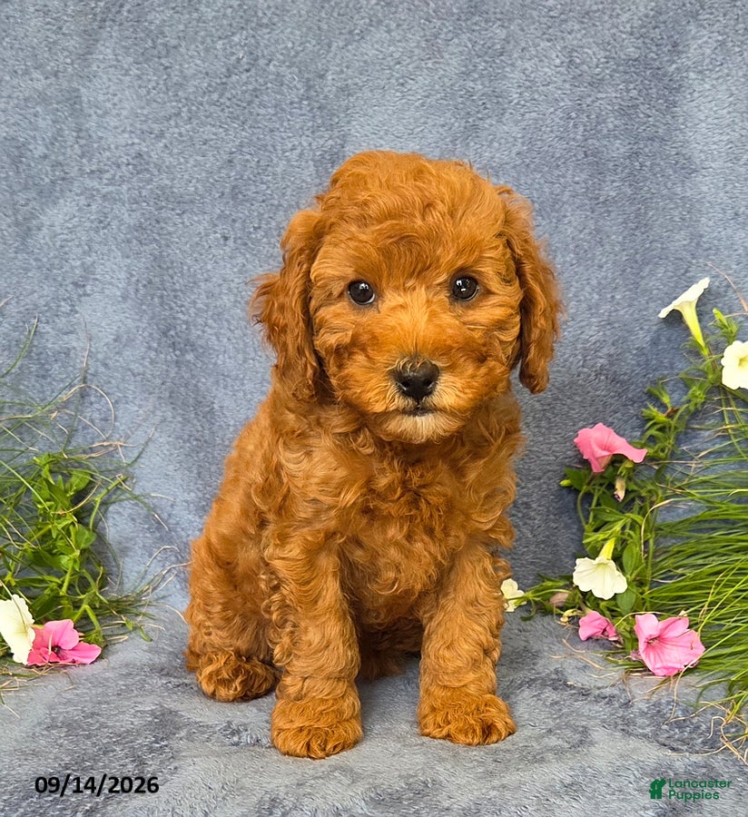 Cavapoo dogs Tulip - Ad 1
