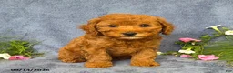 Cavapoo dogs for sale: Tulip - Ad 1