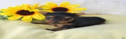 Yorkshire Terrier dogs for sale: Yorkshire Terrier 4 - Ad 4