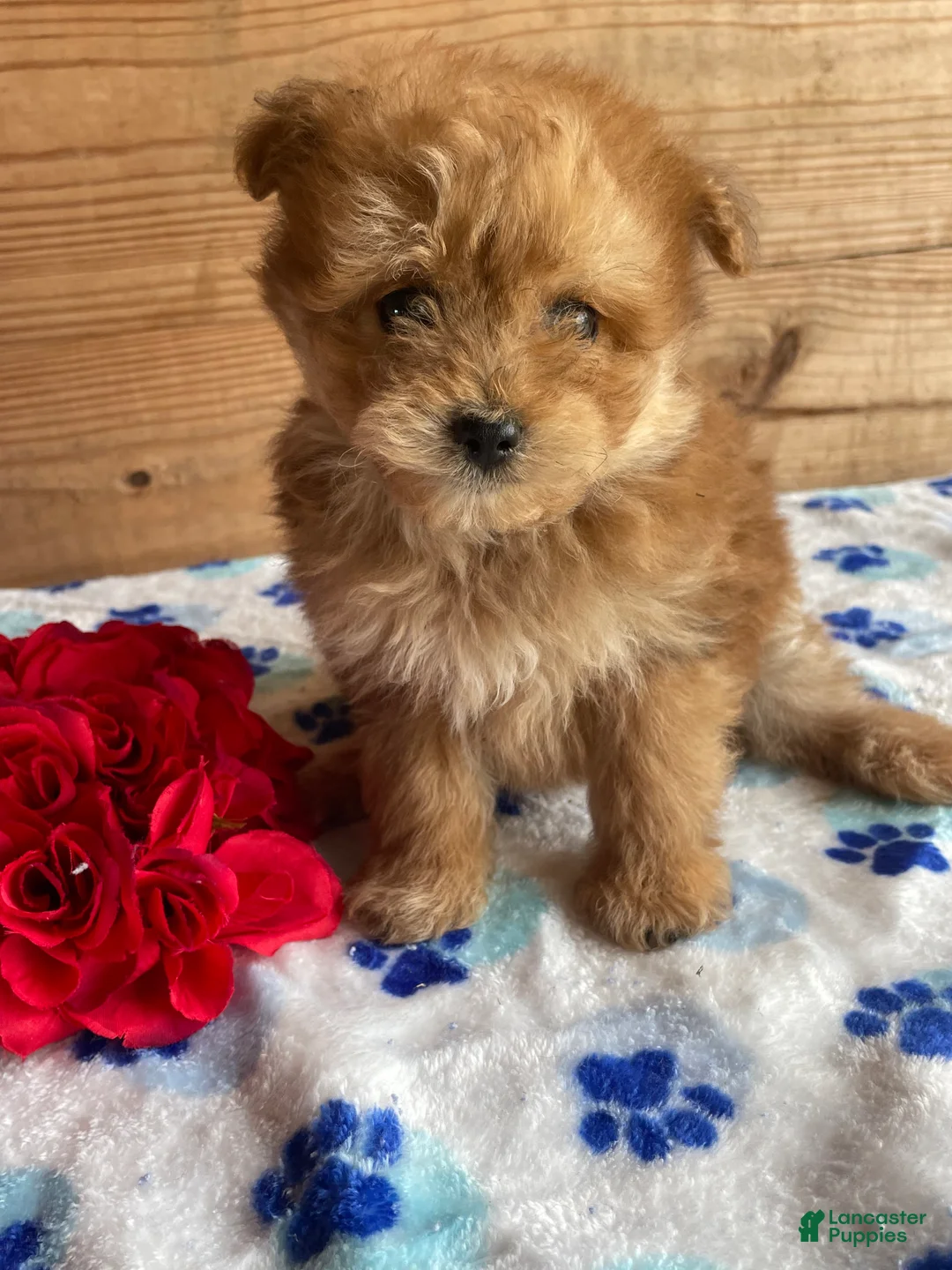 Pomapoo dogs for sale: Ringo - Ad 1