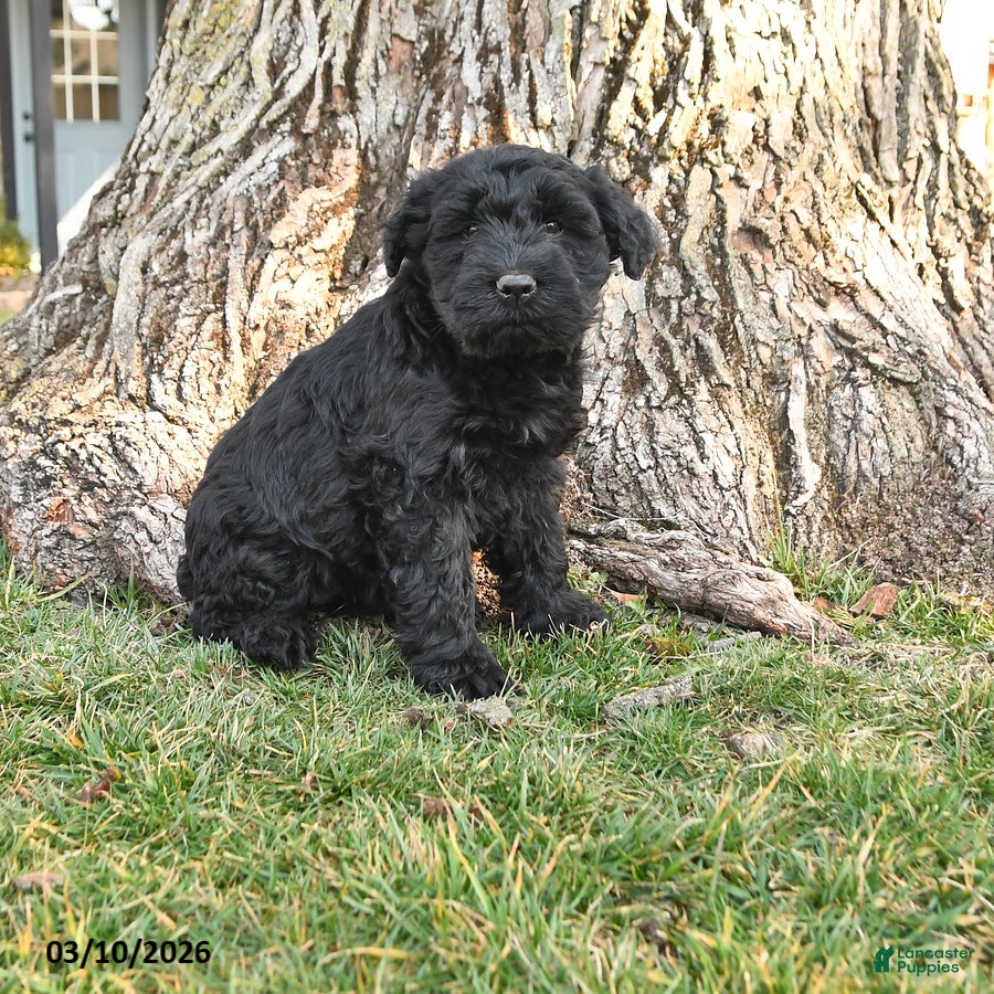 Schnauzer dogs Piper - Ad 1