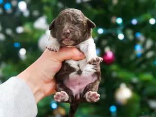Lagotto Romagnolo dogs female 3 - Ad 3