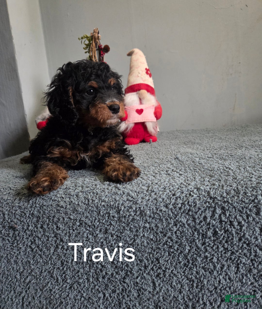 Cavapoo dogs for sale: Travis - Ad 4