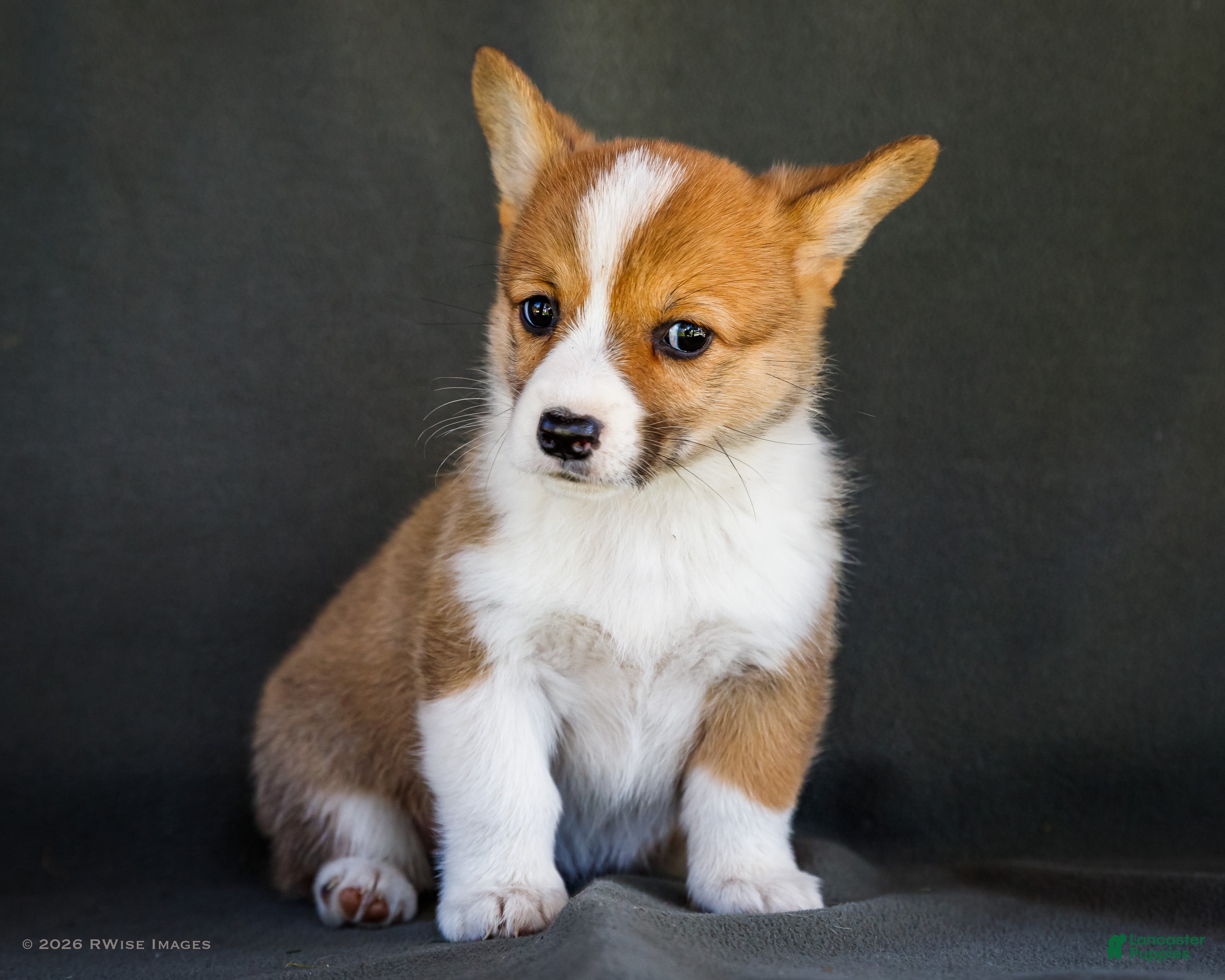 Welsh Corgi Pembroke dogs Bitsie - Ad 1