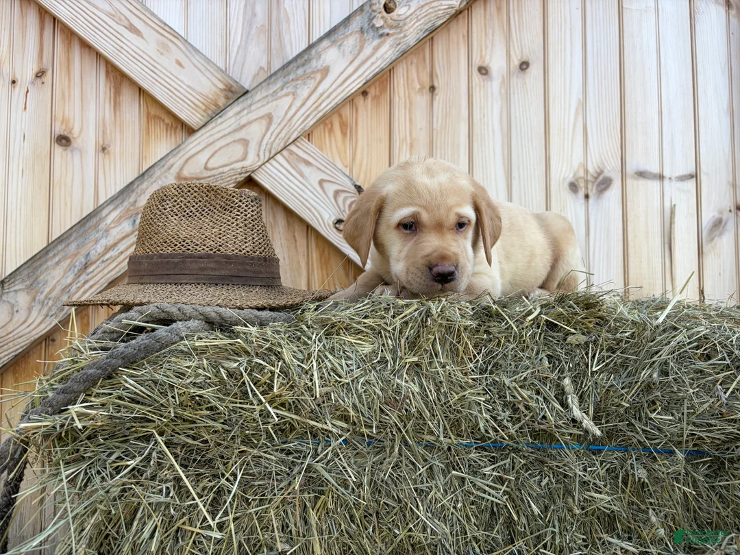 Labrador Retriever dogs for sale: Scout - Ad 2