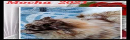 Pomeranian dogs for sale: Coco  - Ad 4