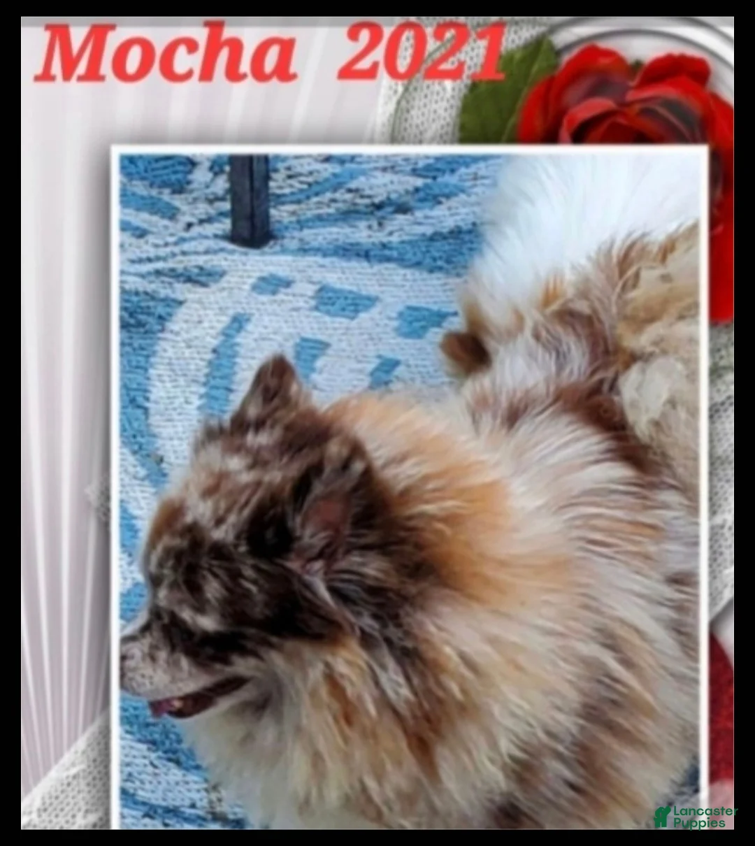 Pomeranian dogs for sale: Coco  - Ad 4