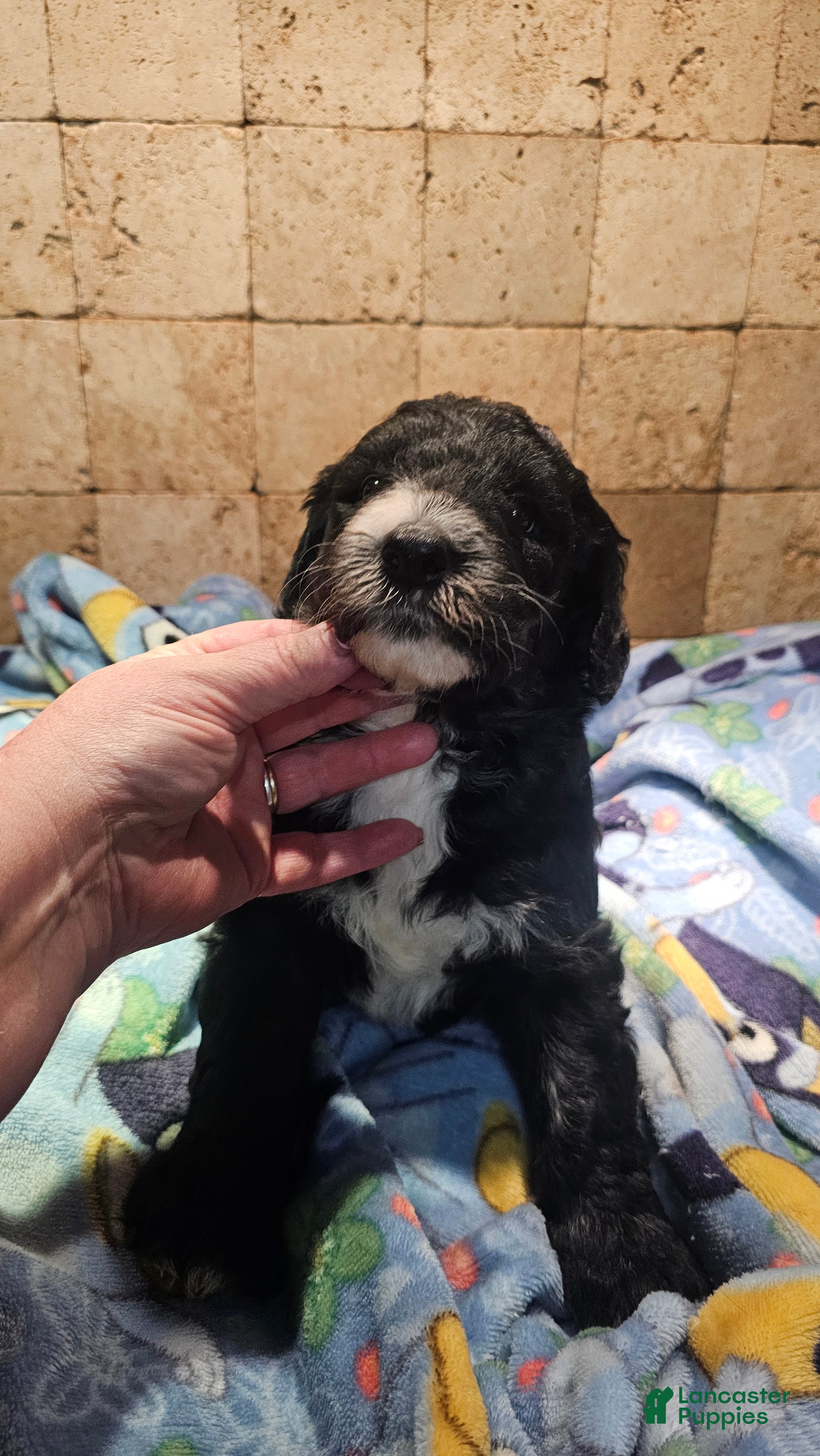 Sheepadoodle dogs Ebony - Ad 2