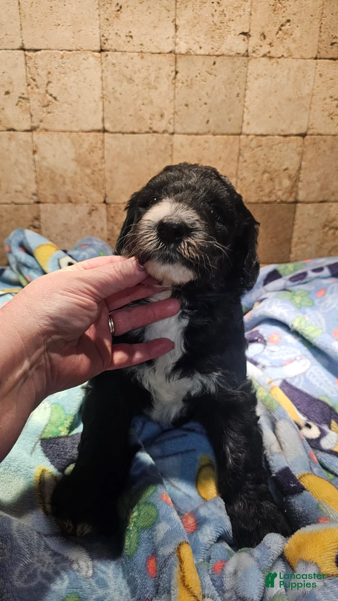 Sheepadoodle dogs for sale: Ebony - Ad 2