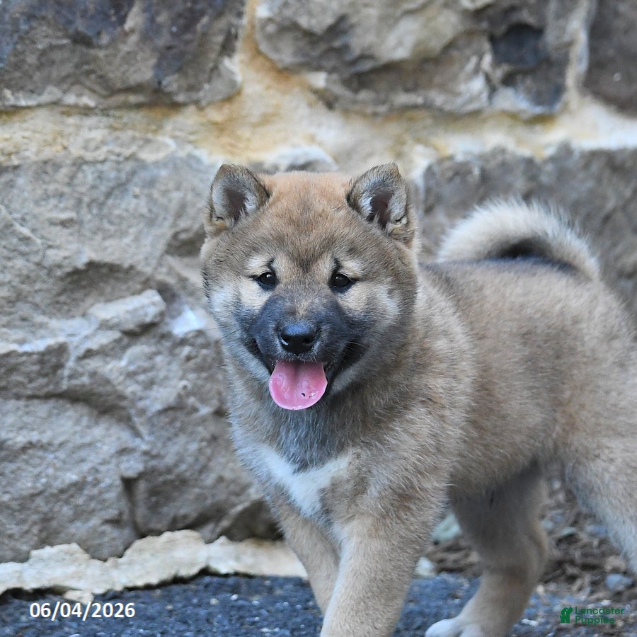 Shiba Inu dogs for sale: Shiloh - Ad 3