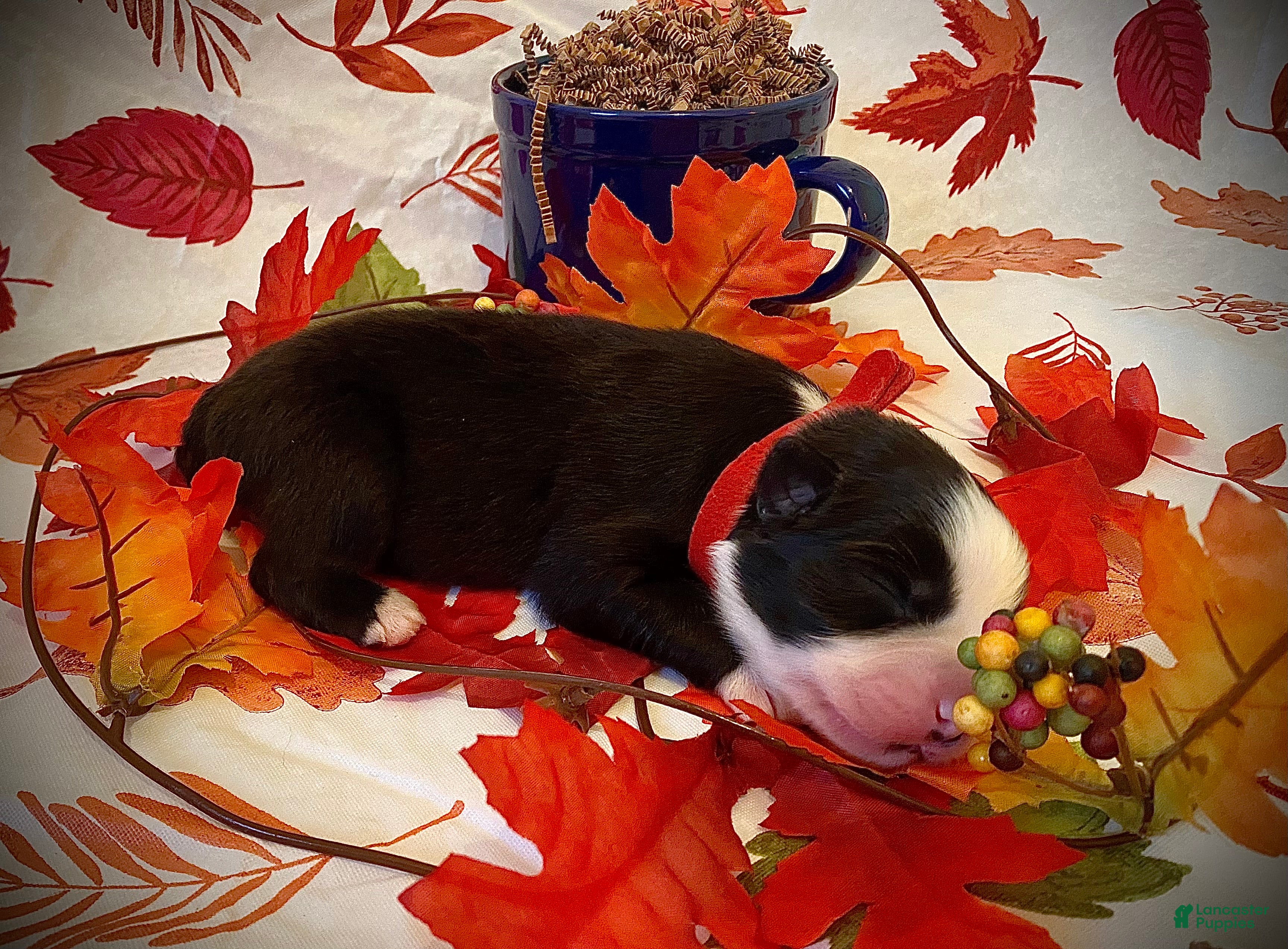 Australian Shepherd dogs for sale: Cocoa - Ad 2