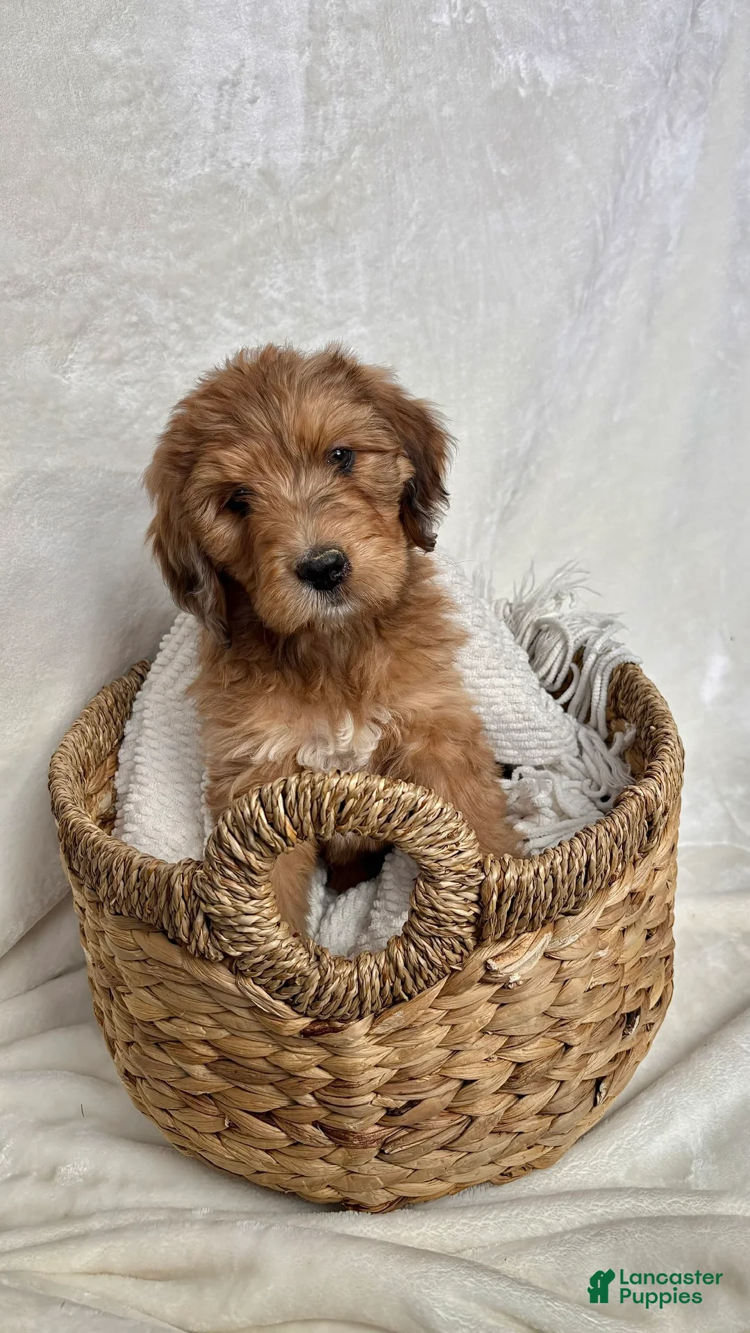 Bernedoodle dogs for sale: Coco - Ad 6