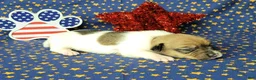 Jack Russell Terrier dogs for sale: Puck CKC registered male - Ad 6