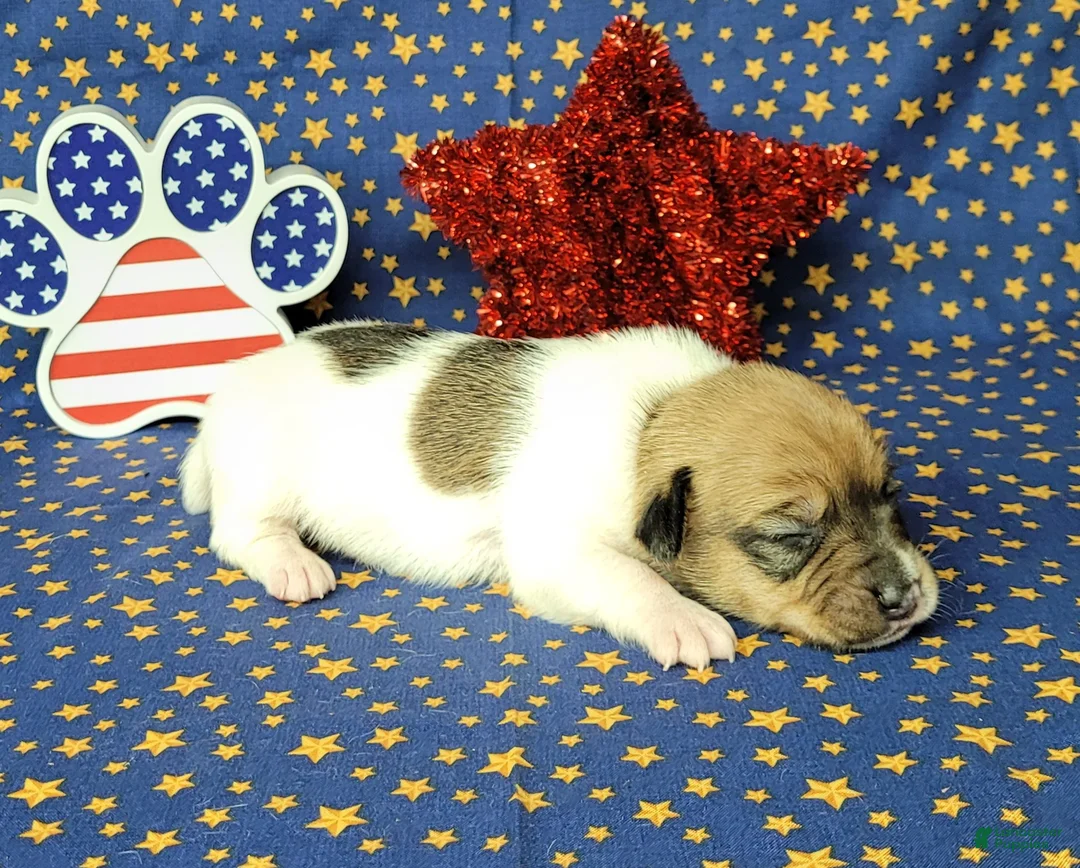 Jack Russell Terrier dogs for sale: Puck CKC registered male - Ad 6
