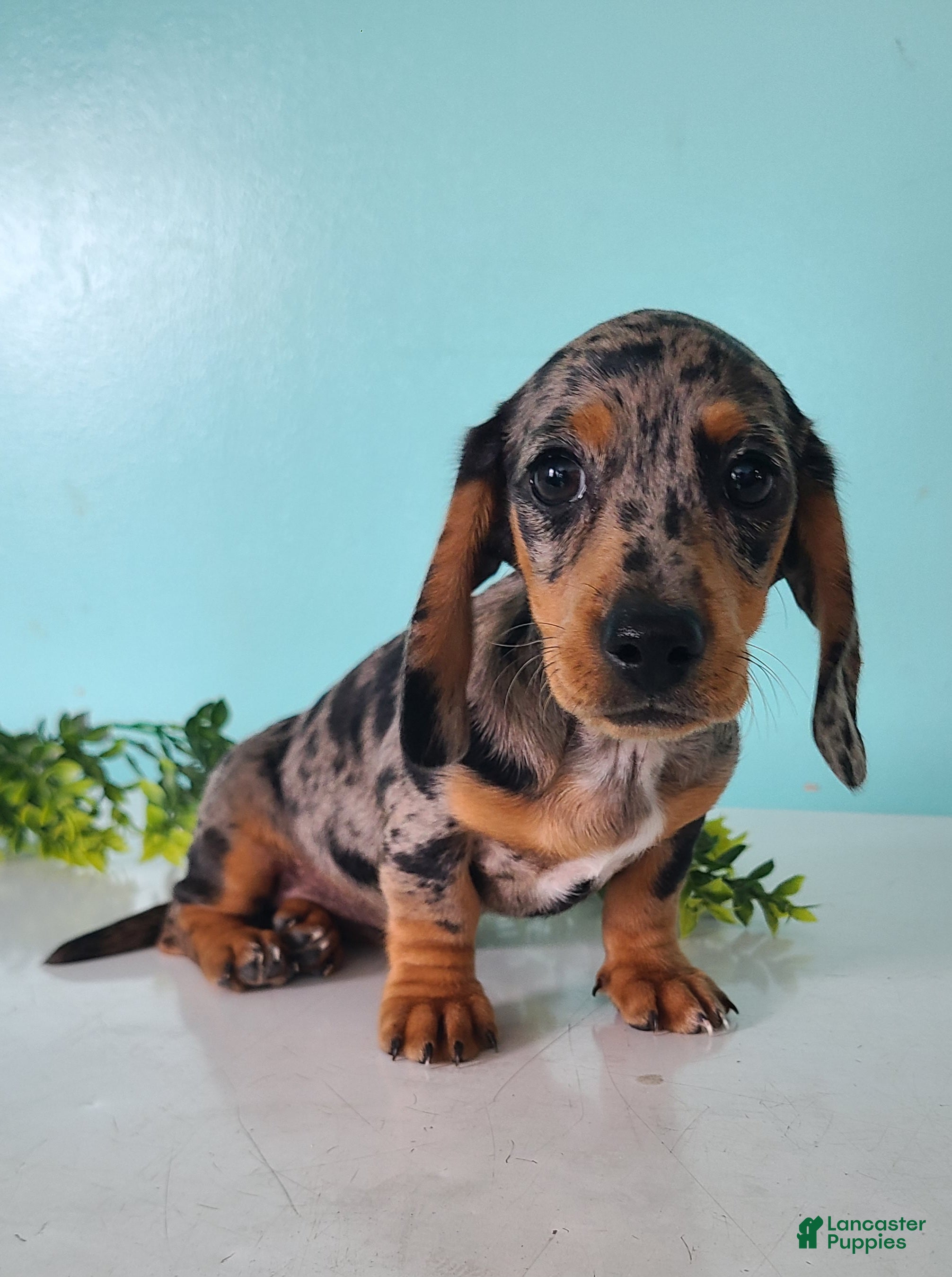 Miniature Dachshund dogs Flower - Ad 15