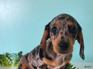 Miniature Dachshund dogs Flower - Ad 15