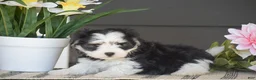 Havanese dogs for sale: Kevin - Ad 2