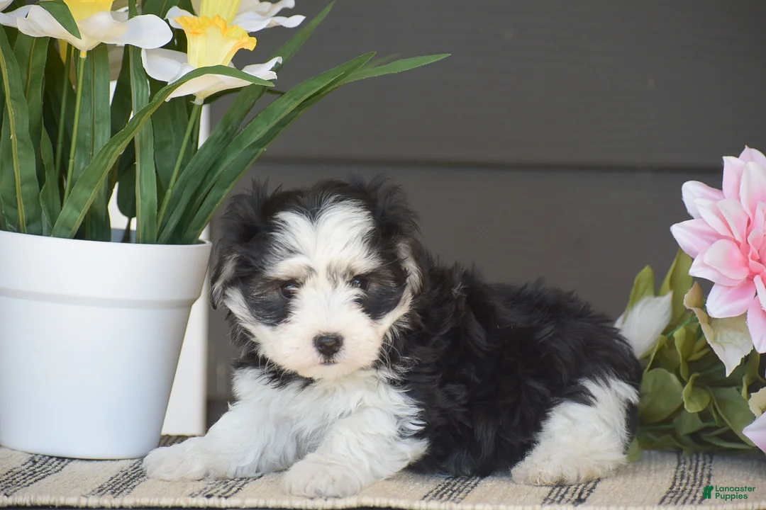 Havanese dogs for sale: Kevin - Ad 2
