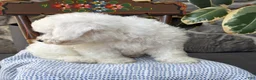 Bichon Frise dogs for sale: Jeffrey - Ad 4