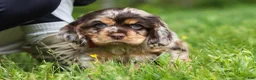 Cocker Spaniel dogs for sale: Asher - Ad 5