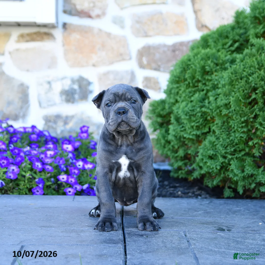 Cane Corso dogs for sale: Beth - Ad 4