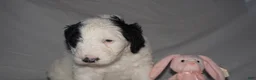Mixed Breed dogs for sale: Fifi - Ad 10