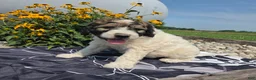 Mixed Breed dogs for sale: Conner - Ad 3
