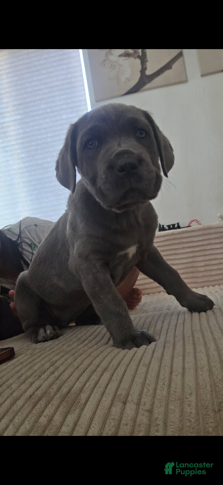 Cane Corso dogs Cane Corso Puppy 5 - Ad 1