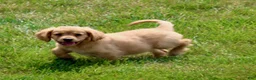 Miniature Golden Retriever dogs for sale: Ginger - Ad 6