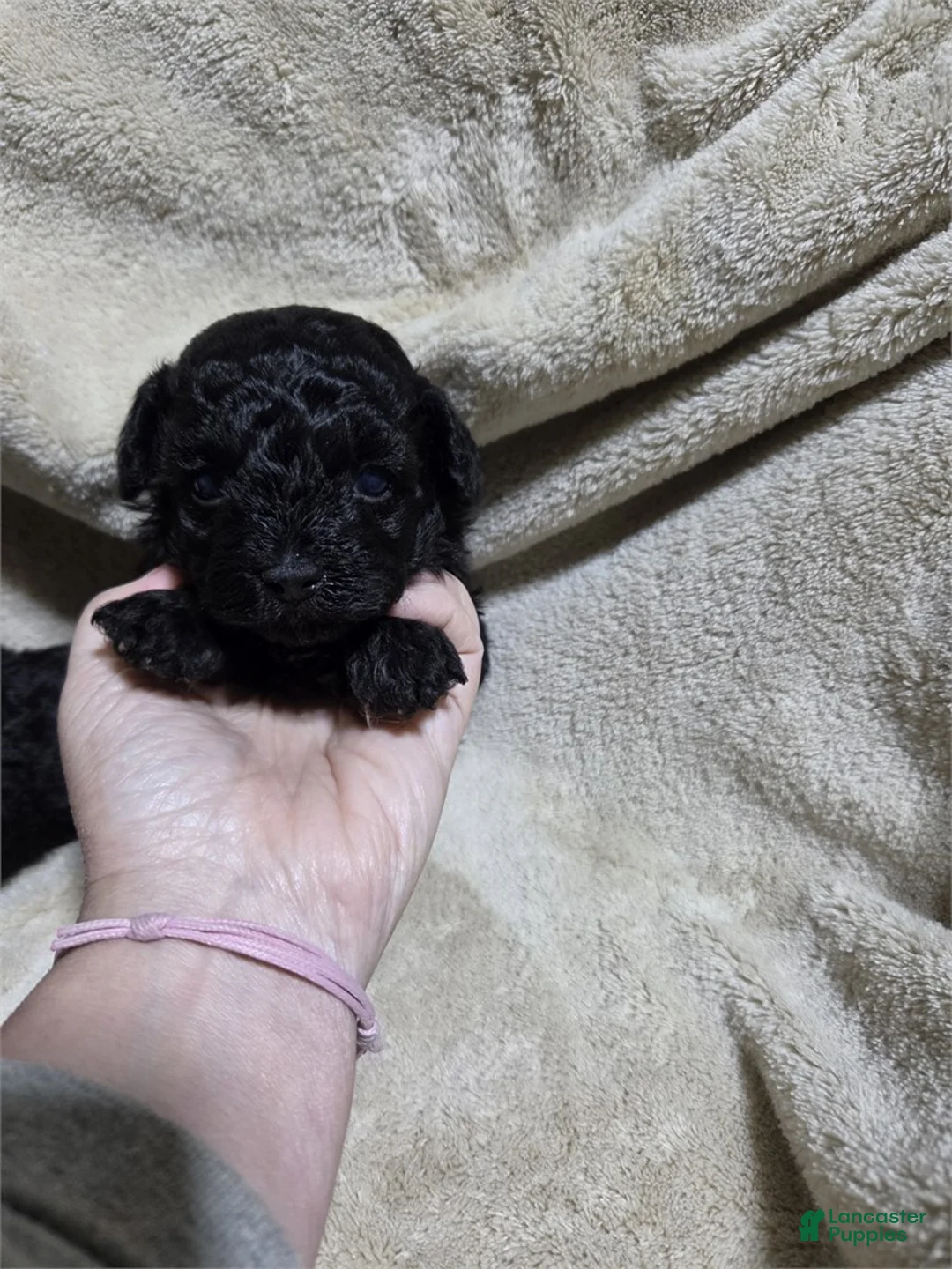Miniature Poodle dogs for sale: Miniature Black Poodle 1 - Ad 1