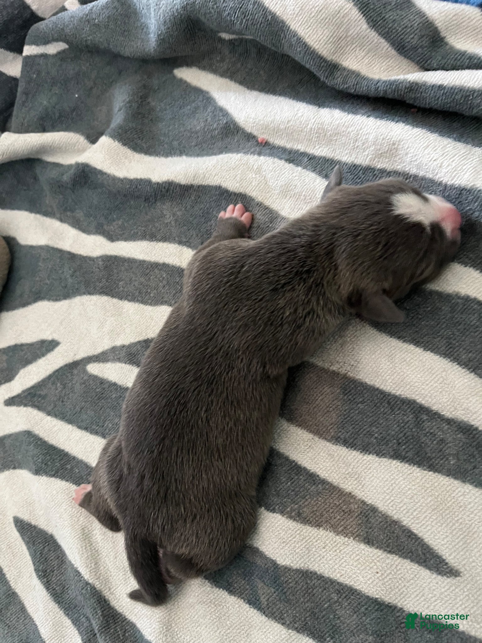 American Bully dogs American Bully Puppy 8 - Ad 31