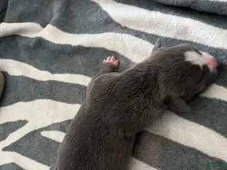 American Bully dogs American Bully Puppy 8 - Ad 31