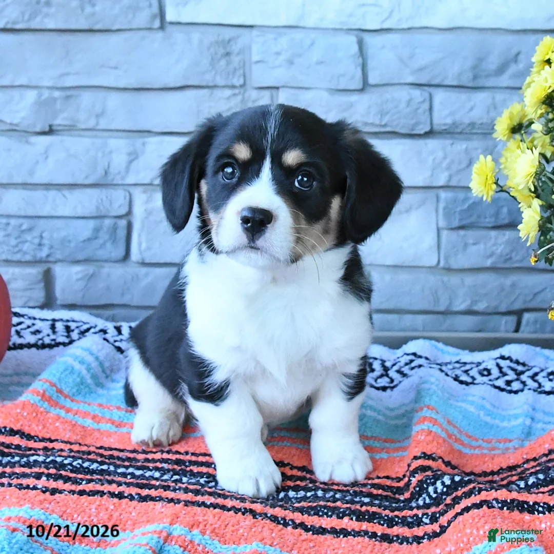 Mixed Breed dogs for sale: Scout - Ad 3