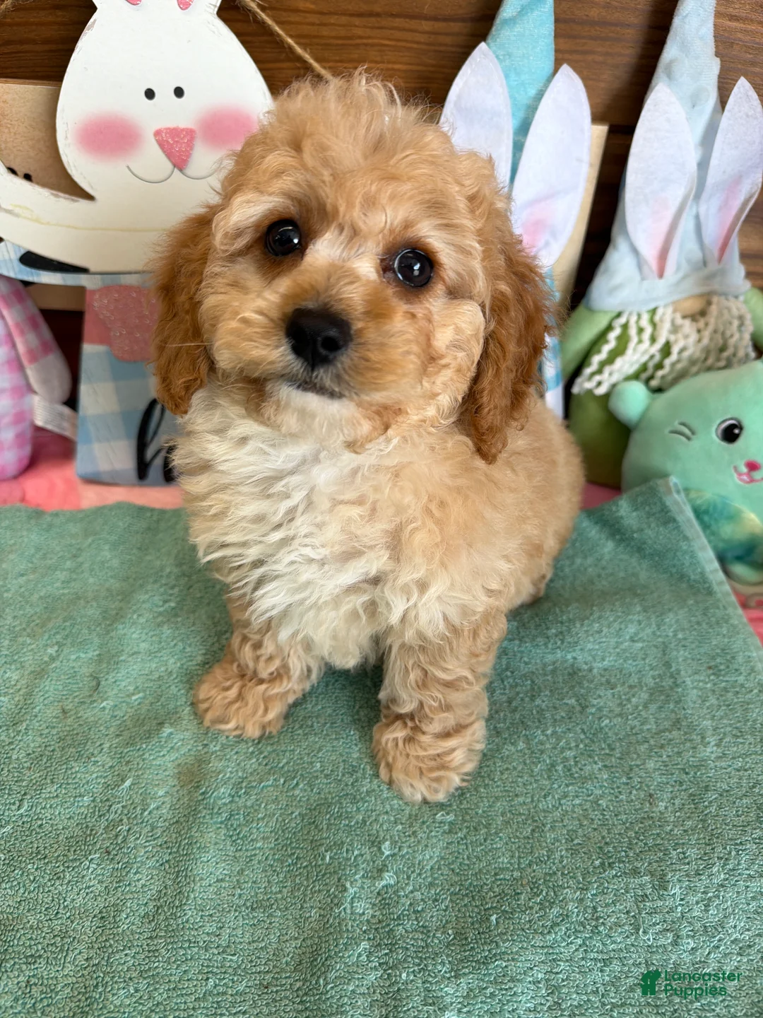Cockapoo dogs for sale: Franko - Ad 3
