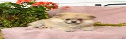 Pomeranian dogs for sale: Sandi - Ad 3