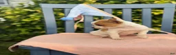 Chihuahua dogs for sale: Honey - Ad 17