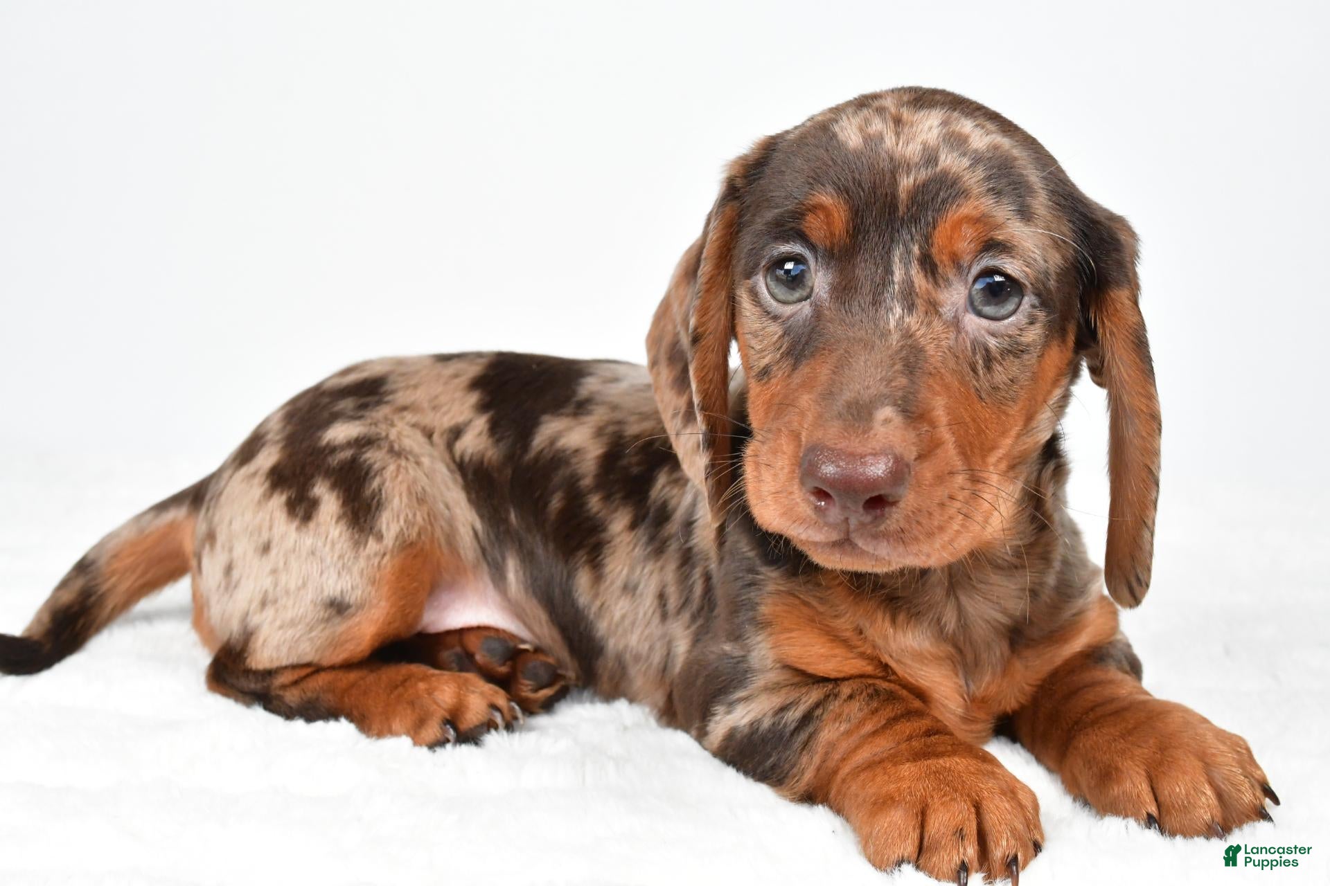 Miniature Dachshund dogs for sale: Conner - Ad 1