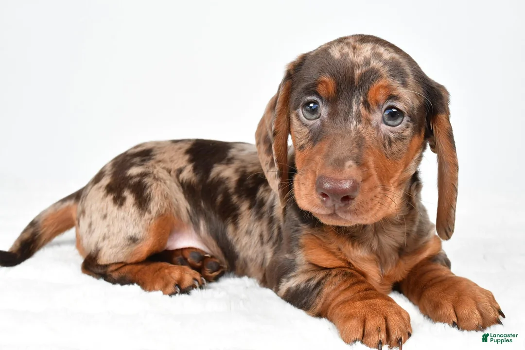 Miniature Dachshund dogs for sale: Conner - Ad 1