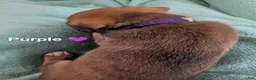 Mixed Breed dogs for sale: Purple collar - Ad 2
