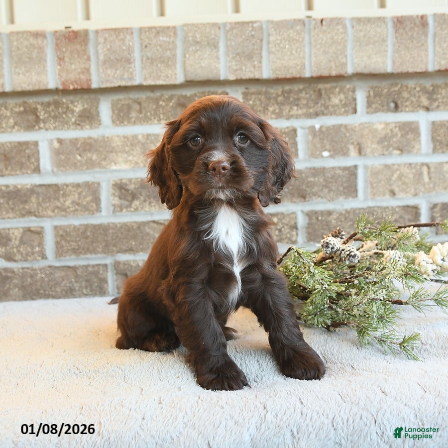 Cocker Spaniel dogs Sookie - Ad 32