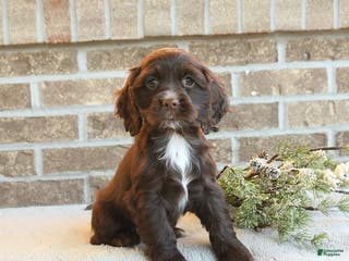 Cocker Spaniel dogs Sookie - Ad 32