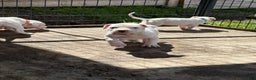 Dogo Argentino dogs for sale: Puppy M3 - Ad 39