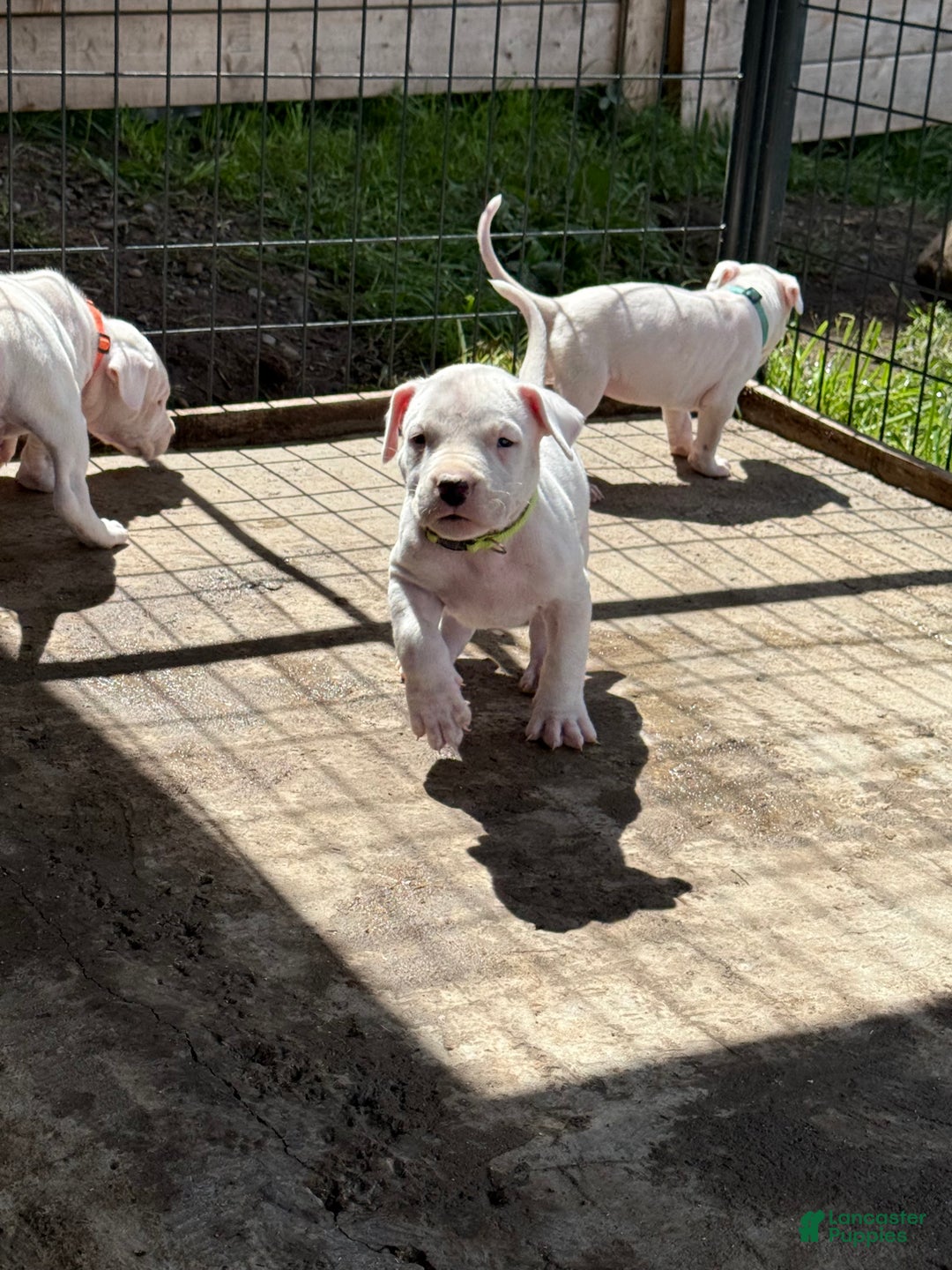 Dogo Argentino dogs for sale: Puppy M3 - Ad 39