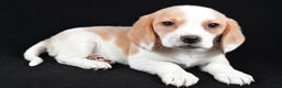Beagle dogs for sale: Allie - Ad 2