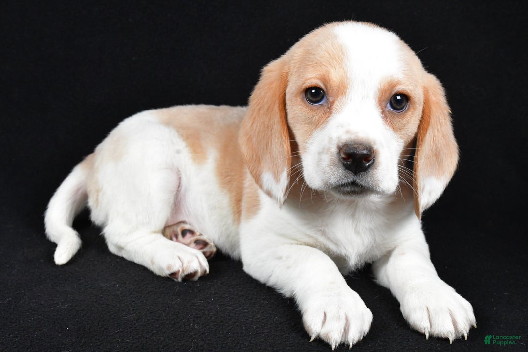 Beagle dogs for sale: Allie - Ad 2