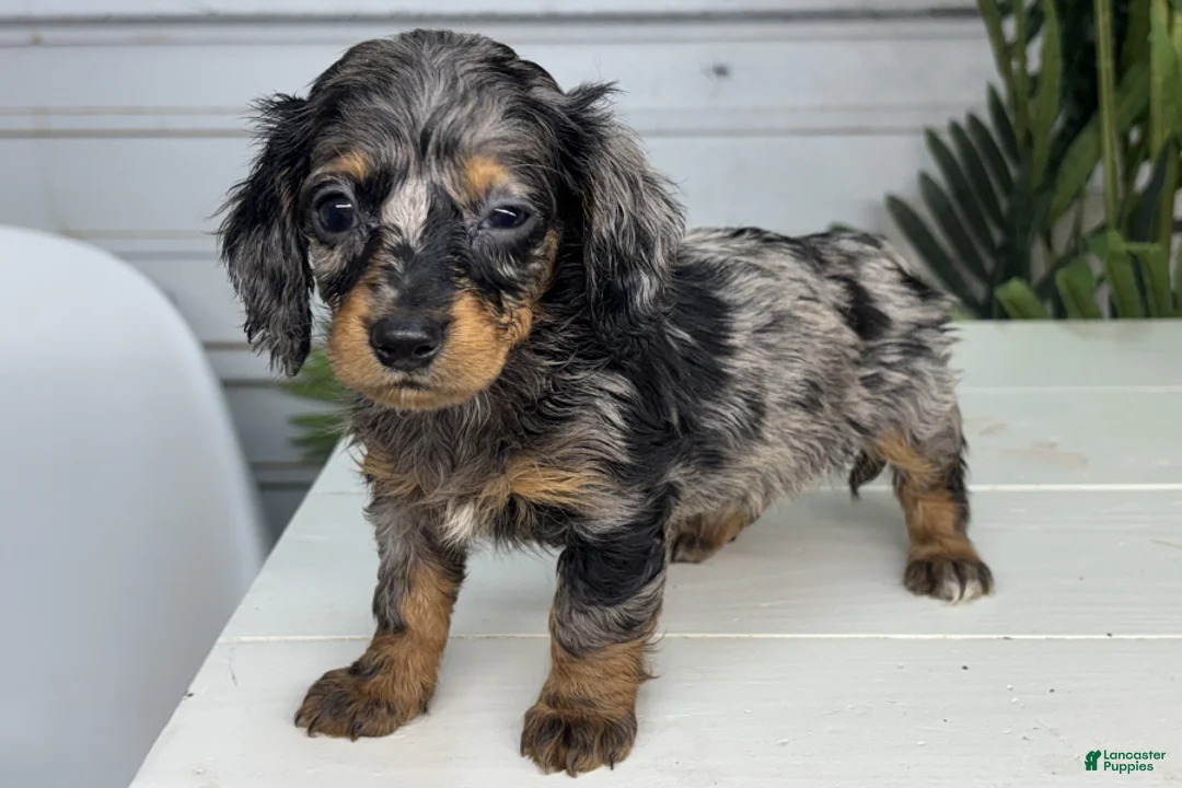 Dachshund dogs for sale: Astrid - Ad 2