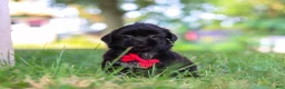 Shih Tzu dogs for sale: Finn - Ad 8