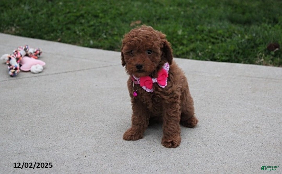 Toy Poodle dogs for sale: Paige - Ad 6