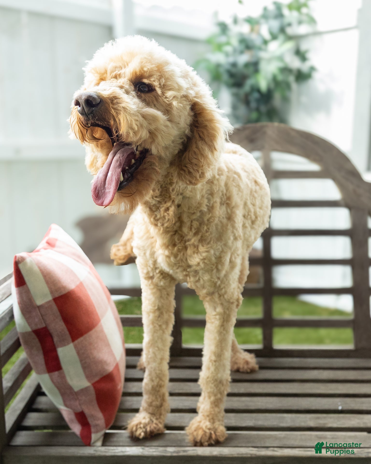 Goldendoodle dogs Penelope - Ad 1